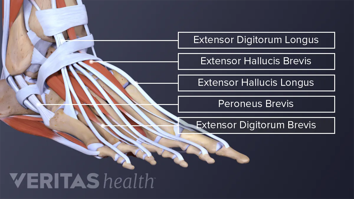 All About Ankle Sprains and Strains Sports health